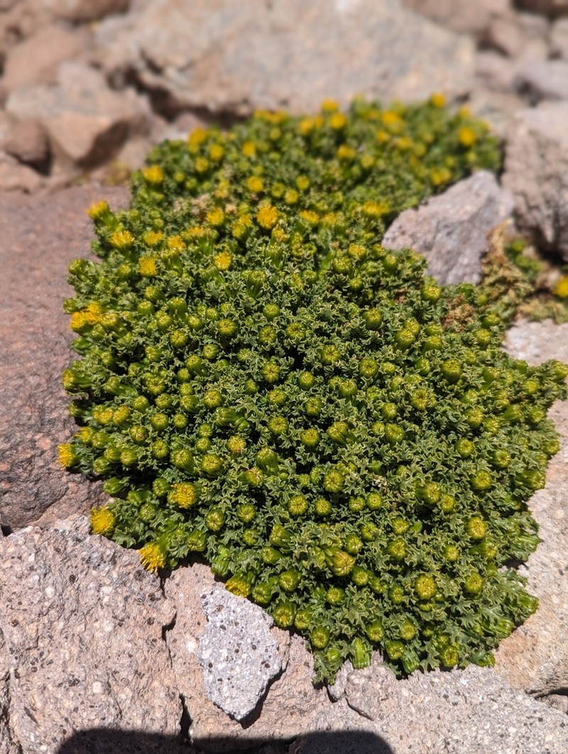 Senecio altoandinus