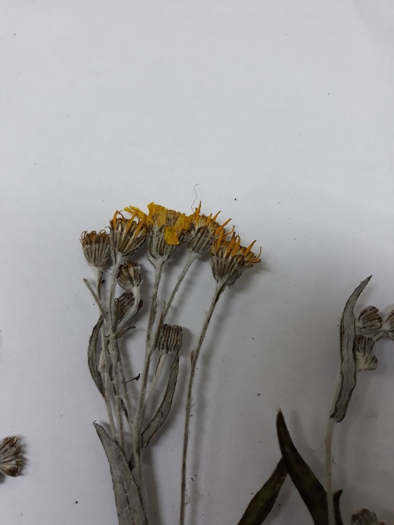 Senecio alvarezensis photo 2