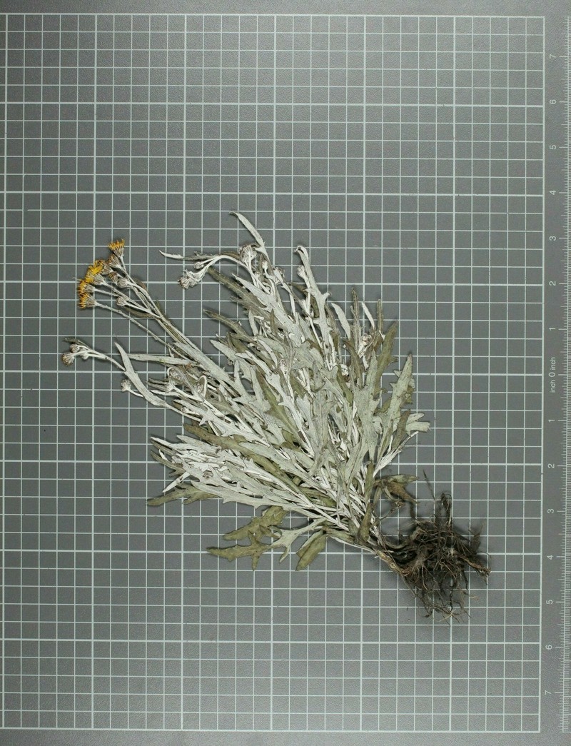 Senecio alvarezensis photo 3