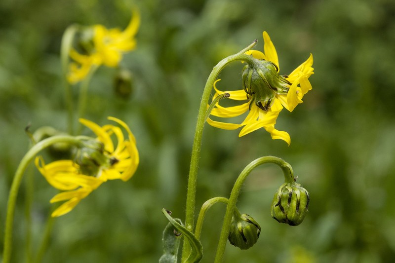 Showy Alpine Ragwort
