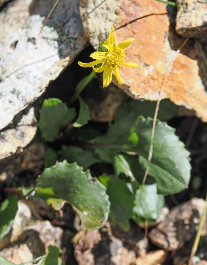 Showy Alpine Ragwort photo 2