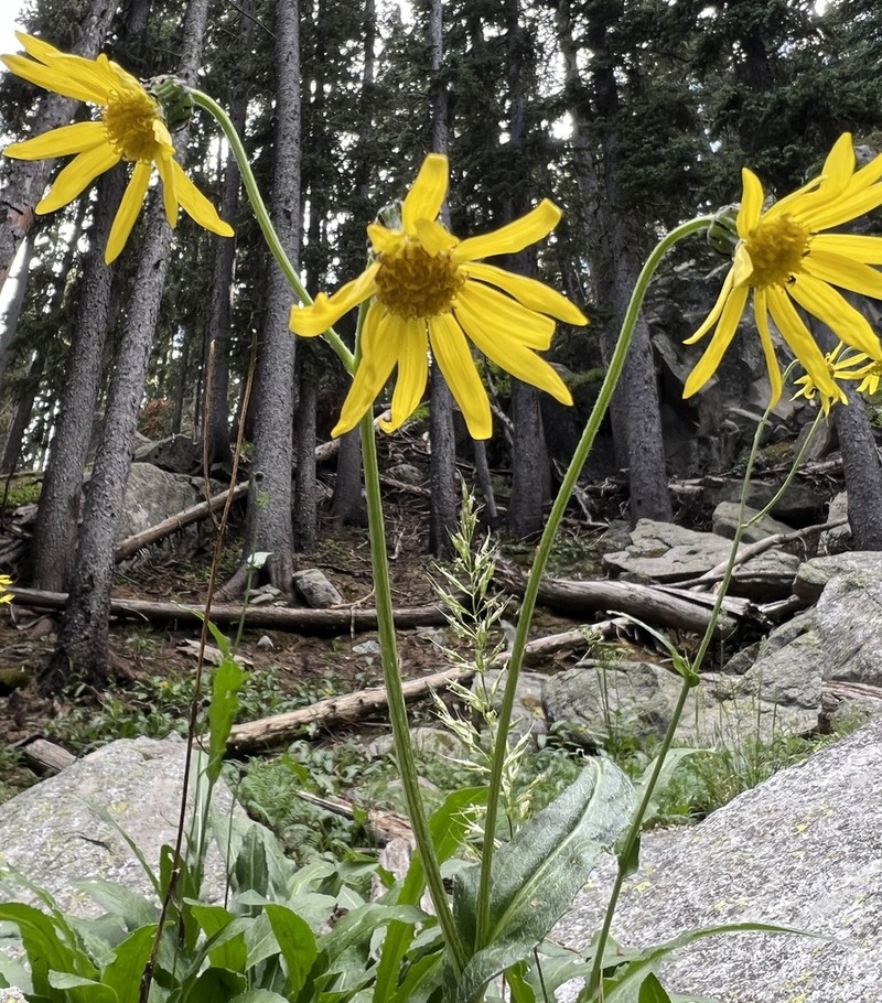 Showy Alpine Ragwort photo 3