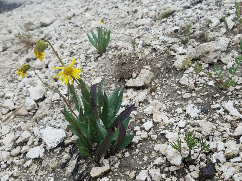 Showy Alpine Ragwort photo 4