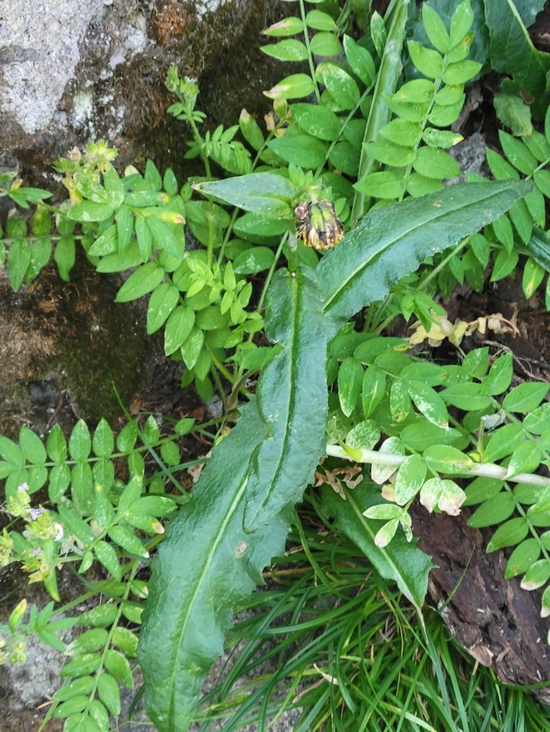 Showy Alpine Ragwort photo 6