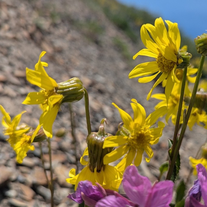 Showy Alpine Ragwort photo 7