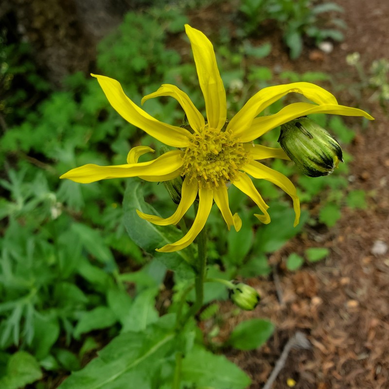 Senecio amplectens var. amplectens