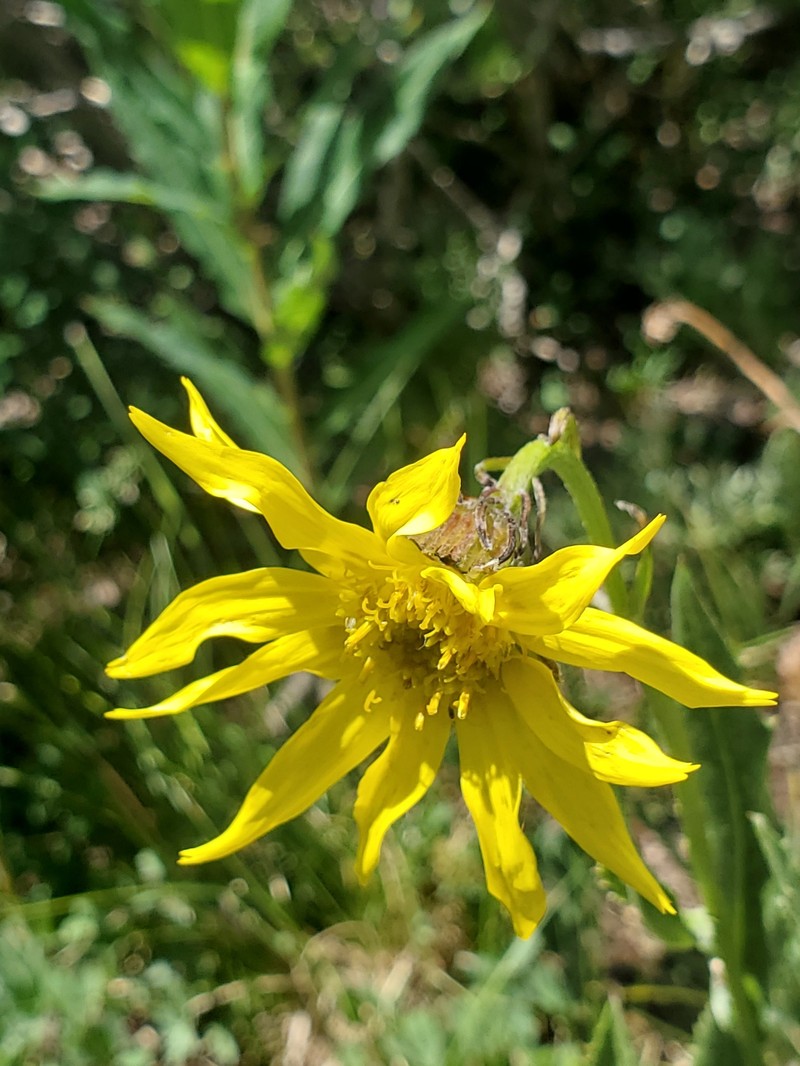 Senecio amplectens var. amplectens photo 2