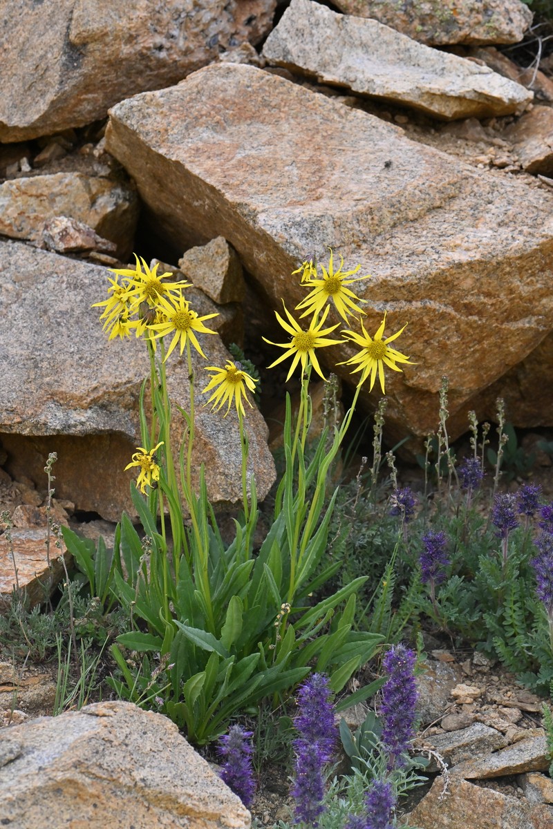 Senecio amplectens var. amplectens photo 3