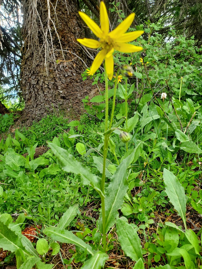 Senecio amplectens var. amplectens photo 4