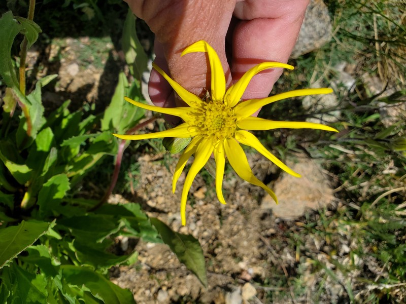Senecio amplectens var. amplectens photo 5