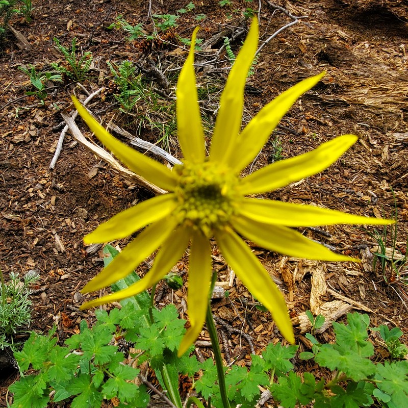 Senecio amplectens var. amplectens photo 6