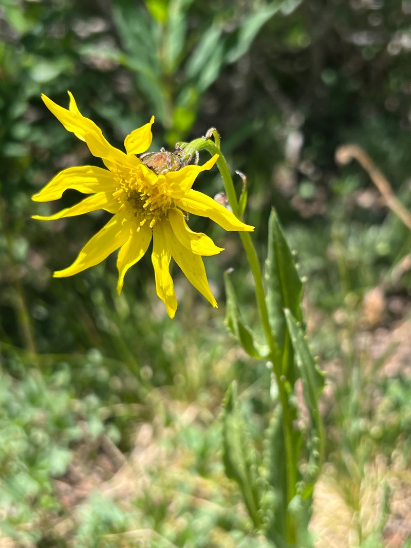 Senecio amplectens var. amplectens photo 7