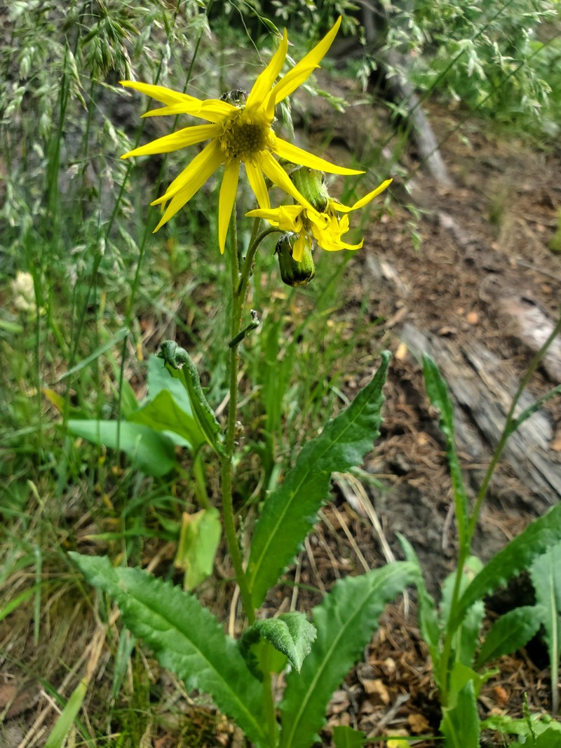 Senecio amplectens var. amplectens photo 8