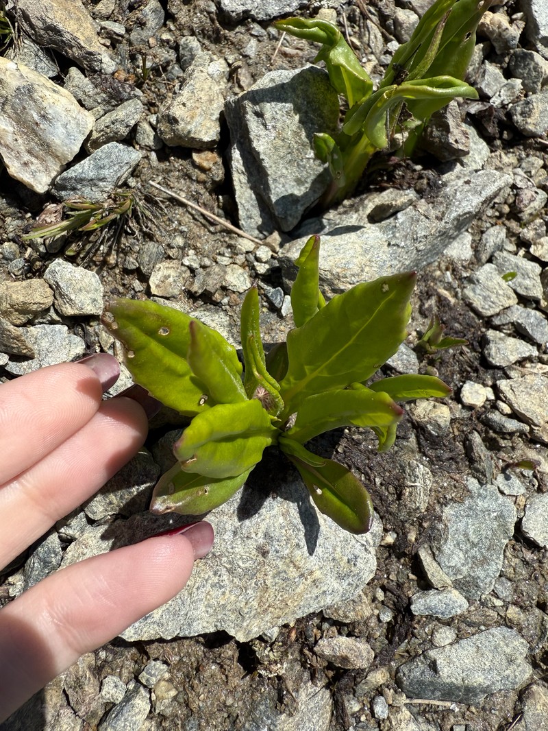 Senecio amplectens var. holmii
