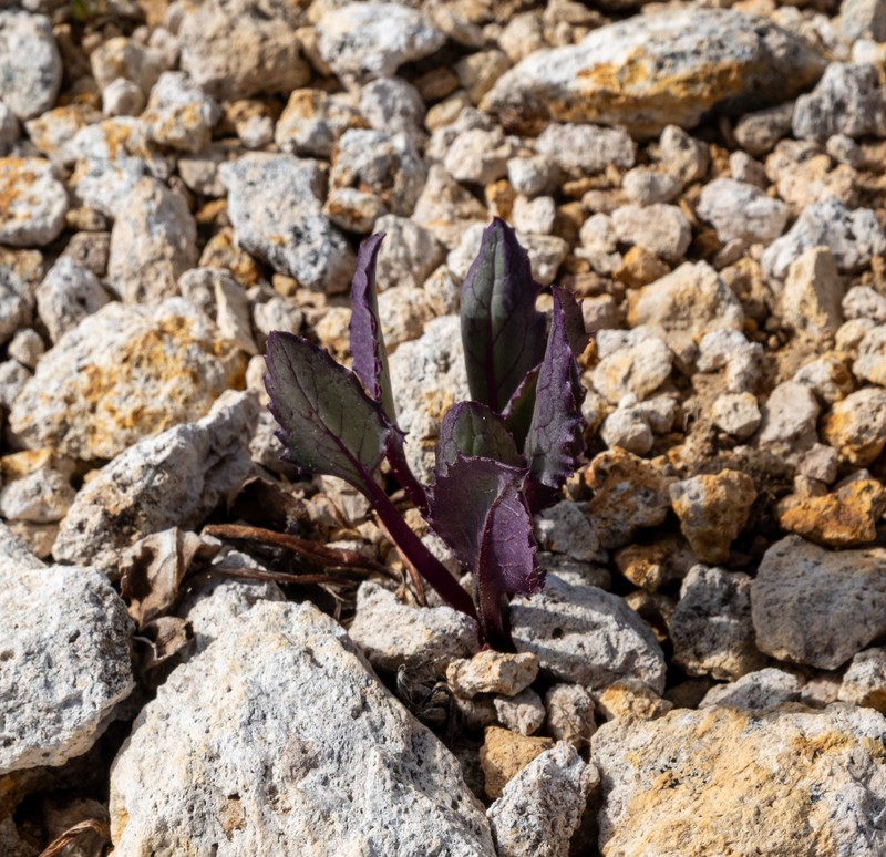 Senecio amplectens var. holmii photo 2