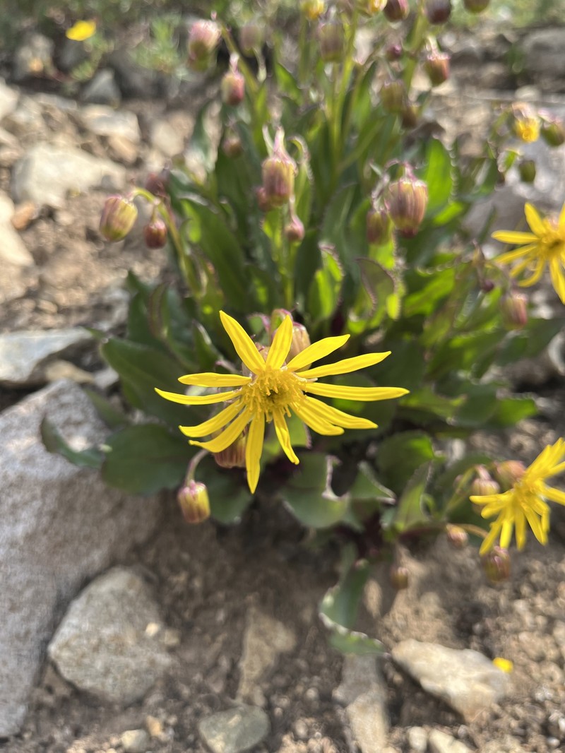 Senecio amplectens var. holmii photo 3