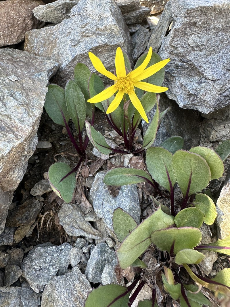 Senecio amplectens var. holmii photo 4