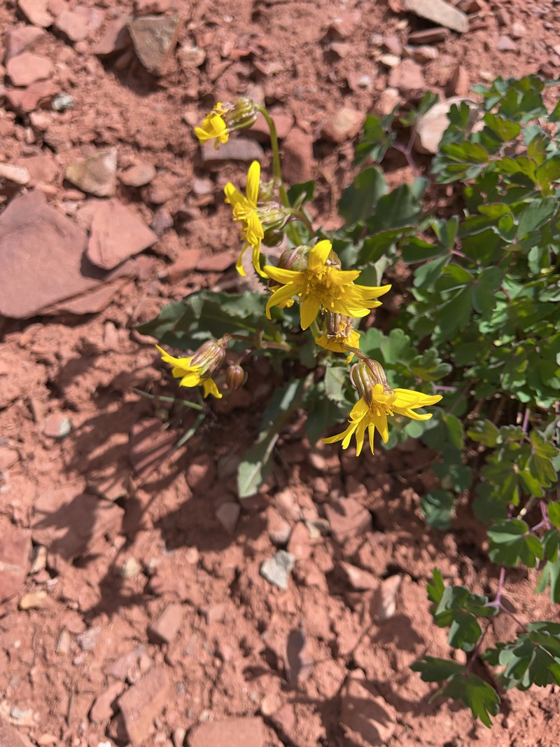 Senecio amplectens var. holmii photo 5