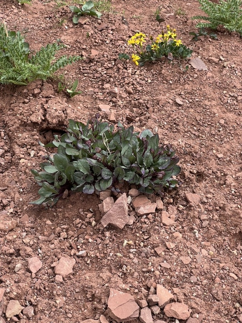 Senecio amplectens var. holmii photo 6
