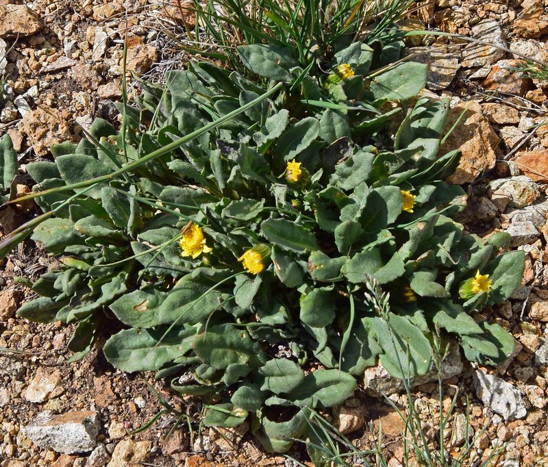 Senecio amplectens var. holmii photo 7