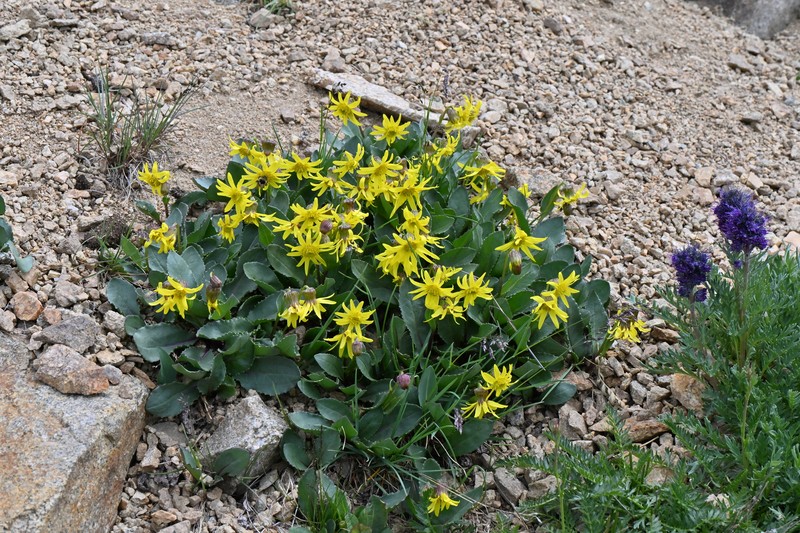Senecio amplectens var. holmii photo 8