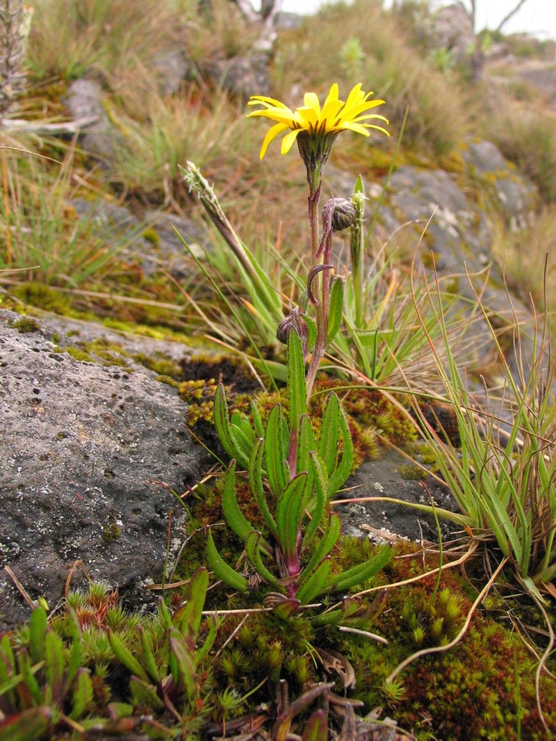 Senecio amplificatus