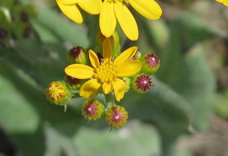 Texas Ragwort photo 2