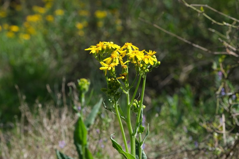 Texas Ragwort photo 3