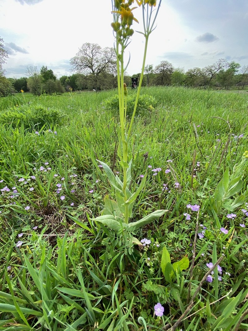 Texas Ragwort photo 4