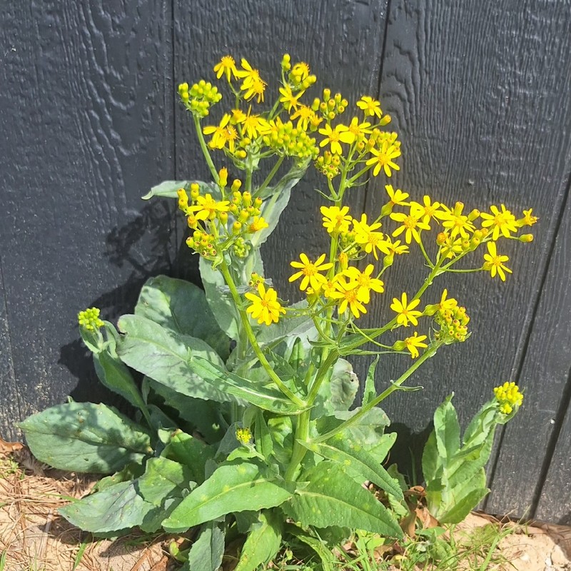 Texas Ragwort photo 5