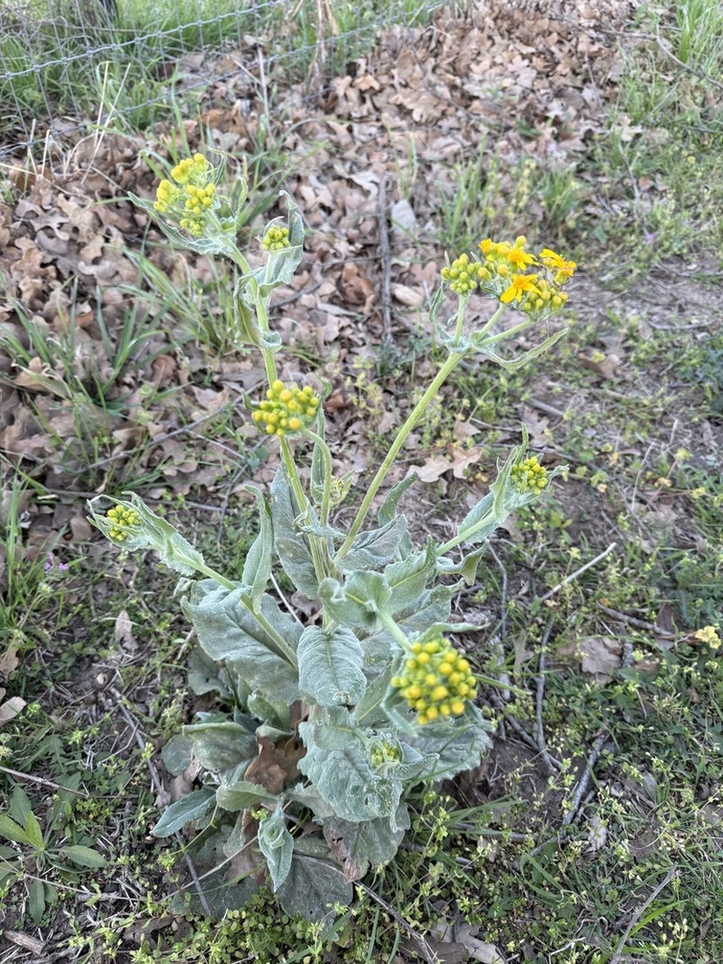 Texas Ragwort photo 6