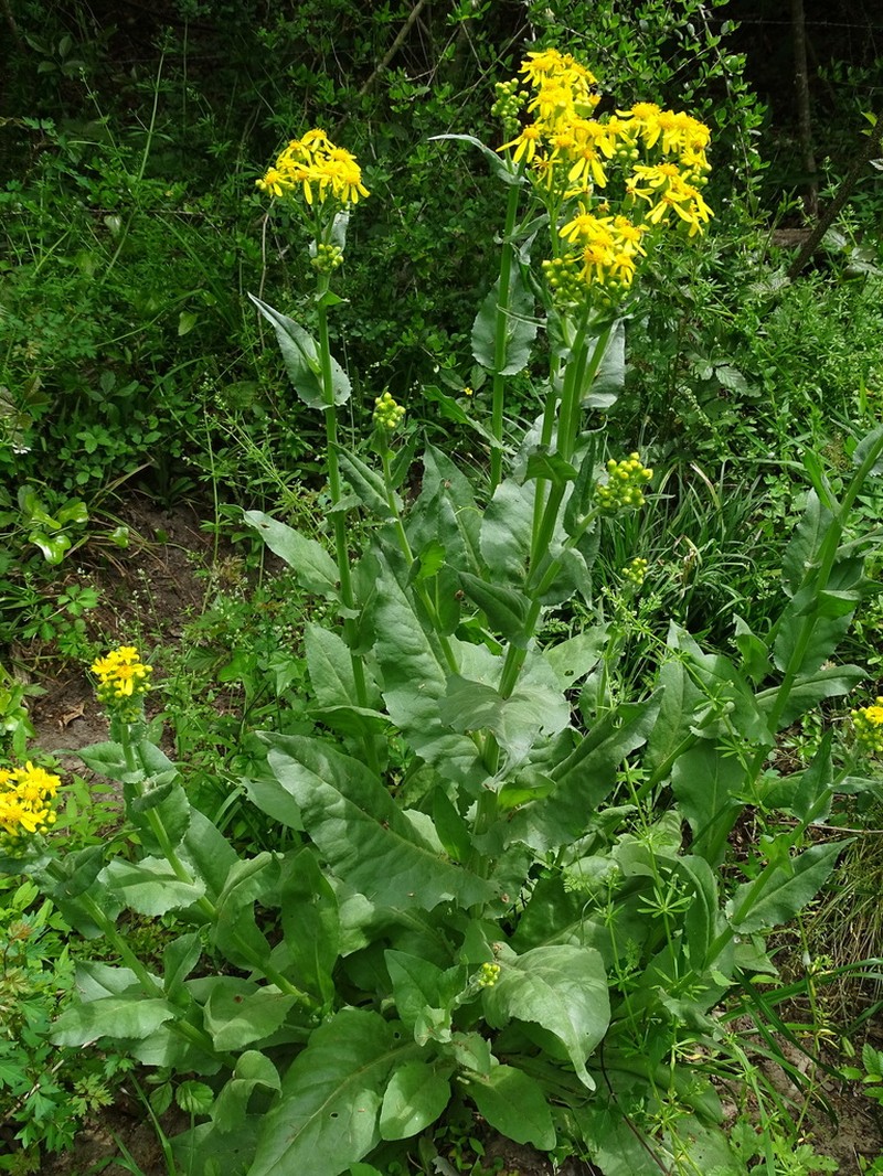 Texas Ragwort photo 7