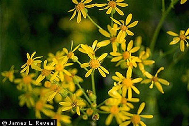 Texas Ragwort