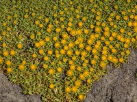 Senecio anastasioi