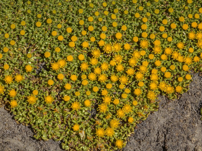 Senecio anastasioi