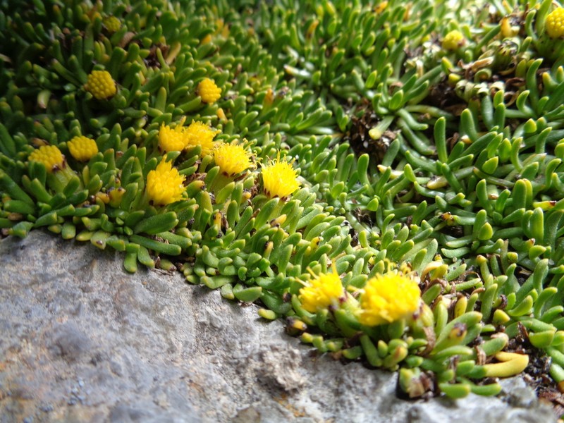 Senecio anastasioi photo 2