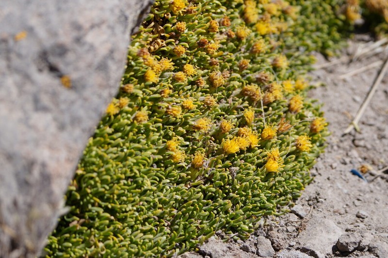 Senecio anastasioi photo 3
