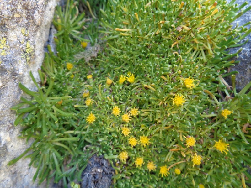 Senecio anastasioi photo 6