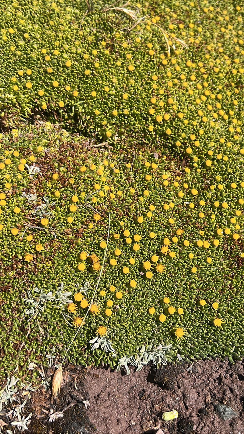 Senecio anastasioi photo 8