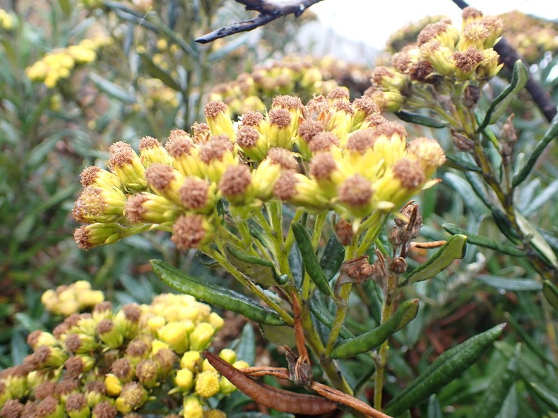 Senecio ancashinus