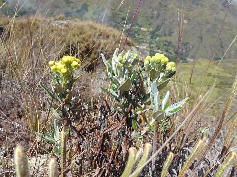Senecio ancashinus photo 2