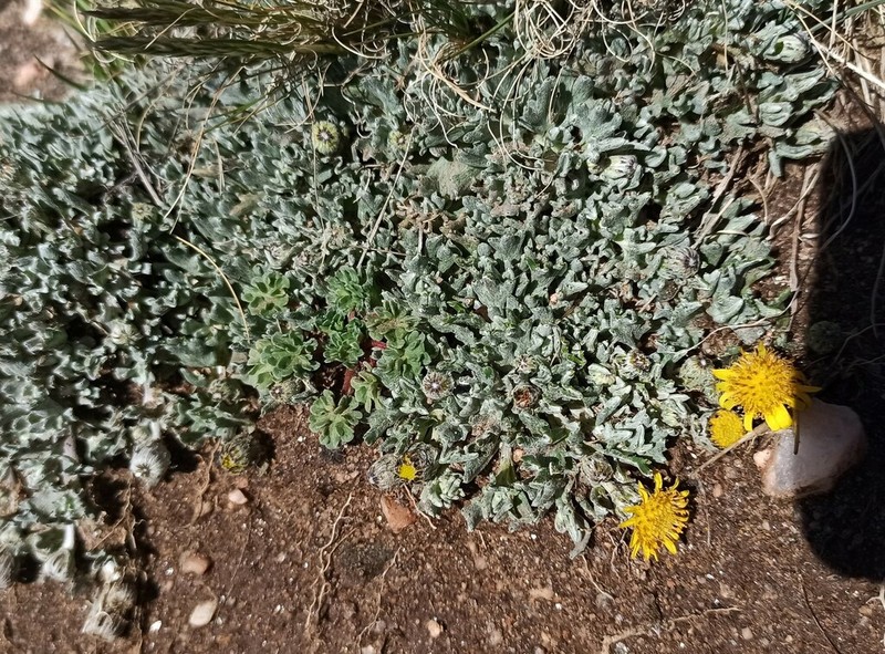 Senecio anconquijae photo 2
