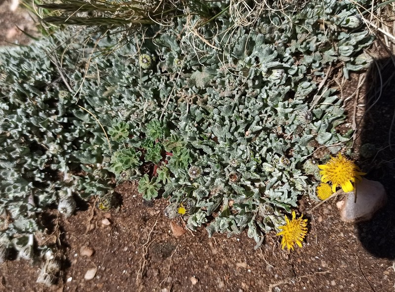 Senecio anconquijae photo 3