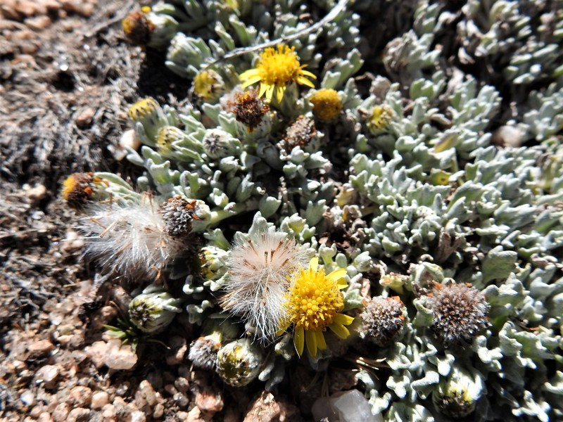 Senecio anconquijae photo 4
