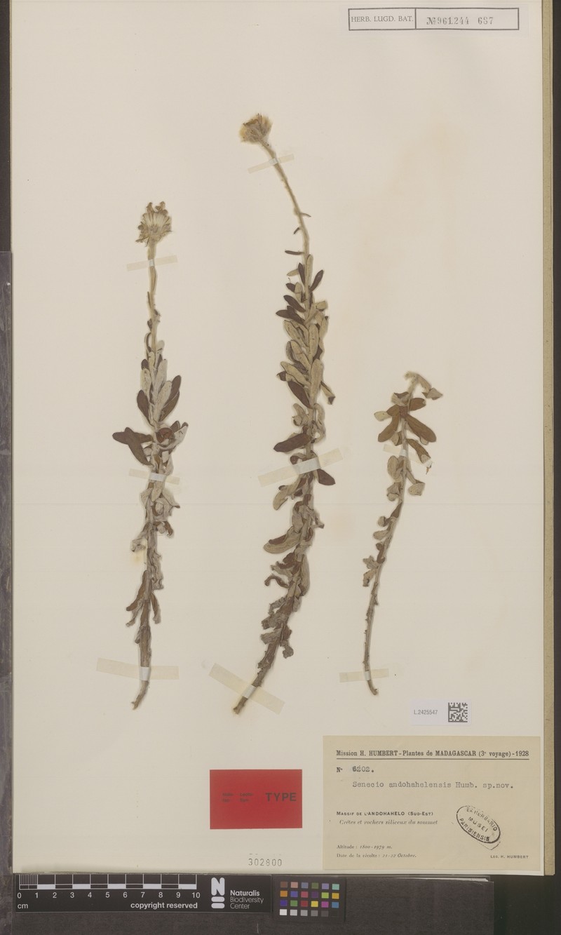 Senecio andohahelensis