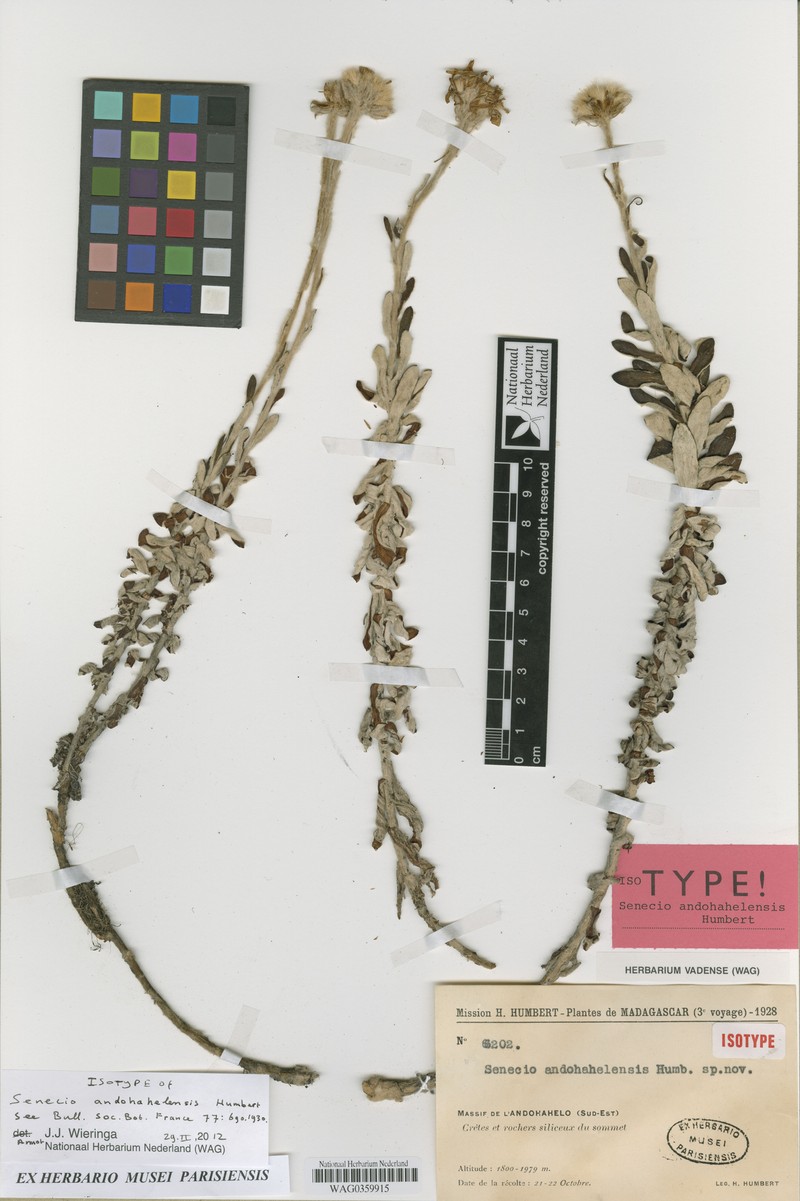 Senecio andohahelensis photo 2