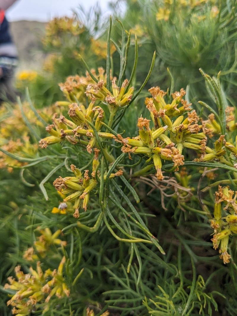 Senecio anethifolius