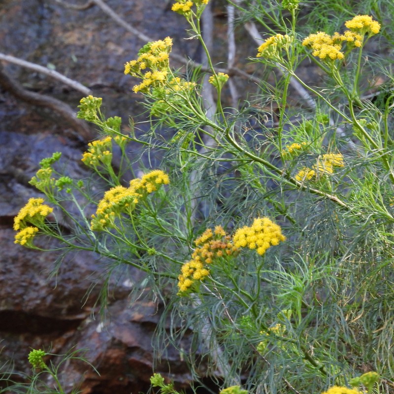 Senecio anethifolius photo 2