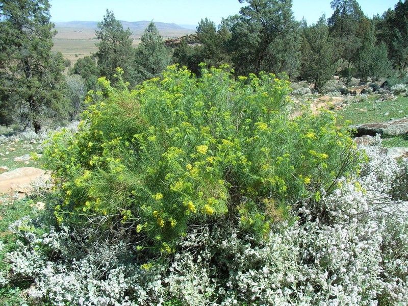 Senecio anethifolius photo 3