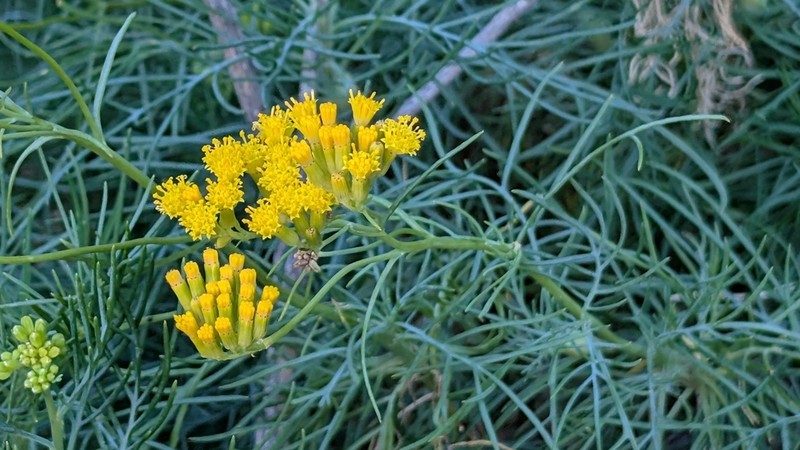 Senecio anethifolius photo 4